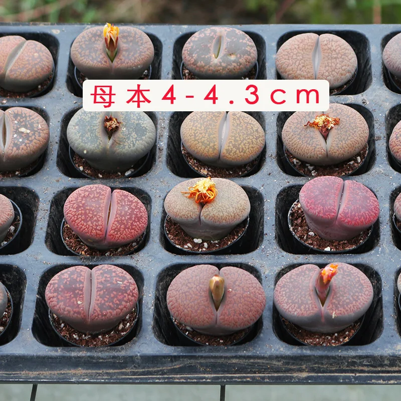 
Stone flower Super big Lithops Wholesale of succulent plants 