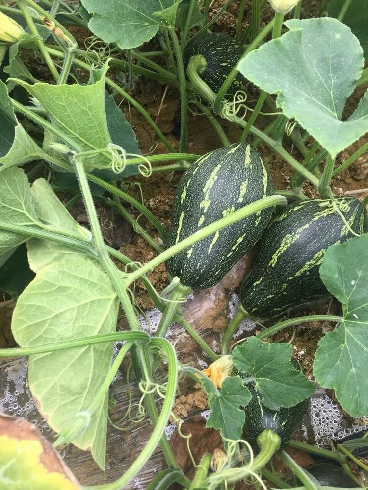 
Fresh organic The taste of tato Fresh-cut Pumpkin 