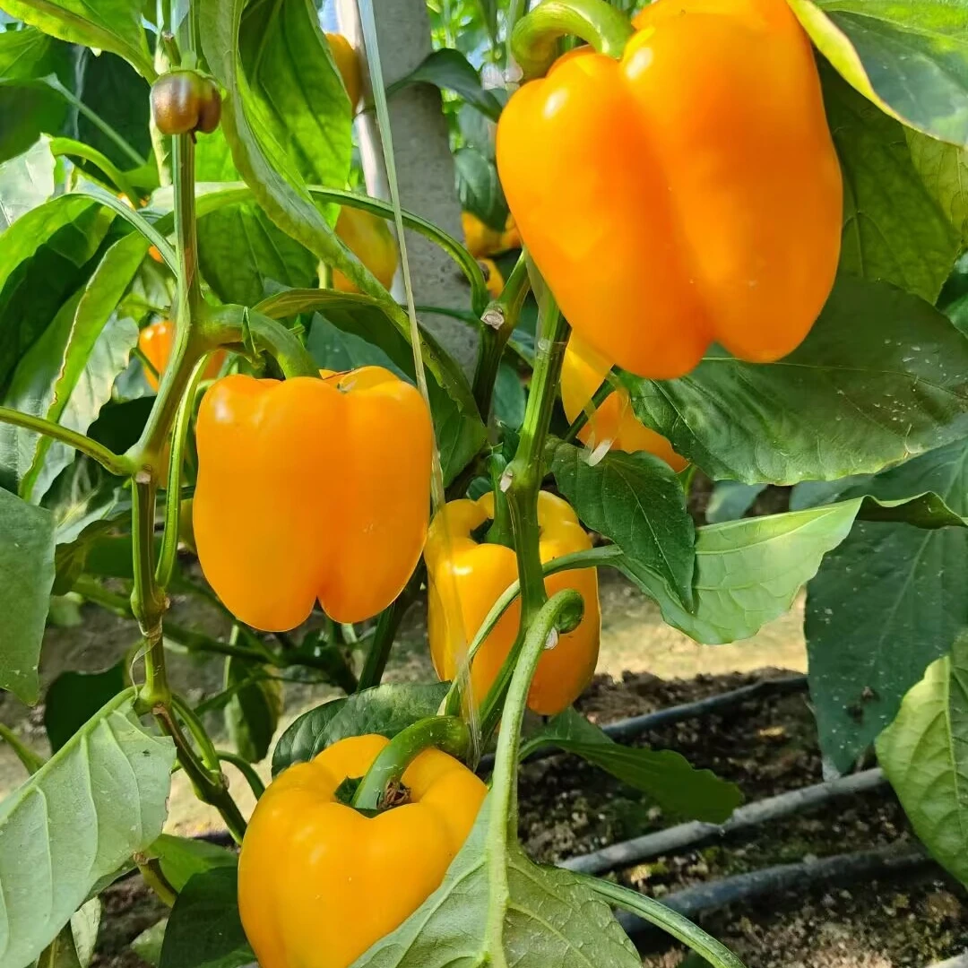 new crop fresh capsicum Chinese colored capsicum fresh green red yellow bell pepper