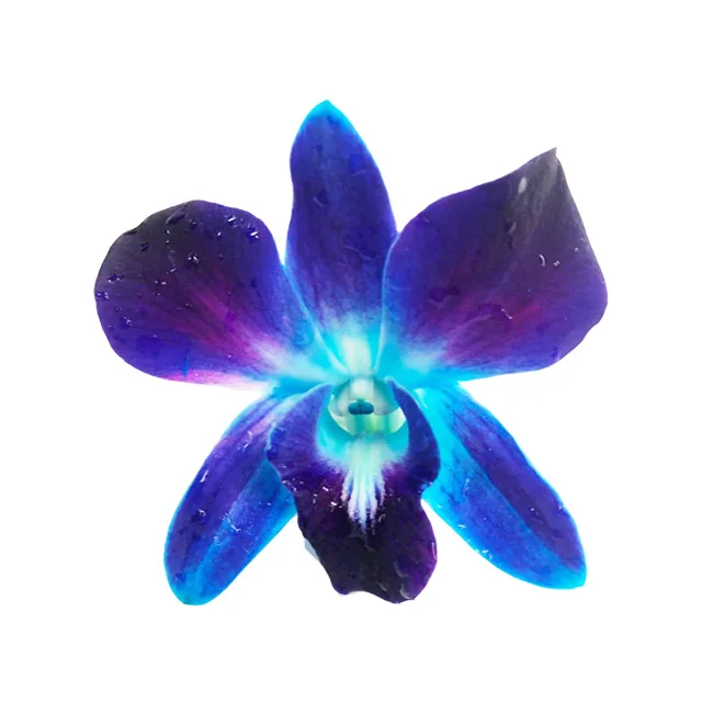 
Blue Sonia Thai Orchid Cut Flower Wholesale Fresh Dendrobium Dyed , Orchid for sale, Try us!! 