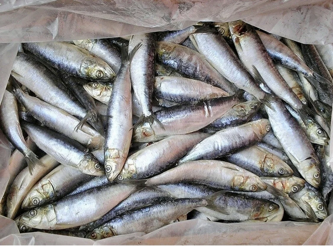 
frozen sardine 