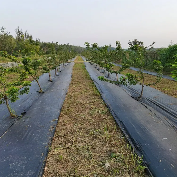 Anti-grass cloth garden cloth cover grass anti-grass mulch film fruit trees orchard anti-aging