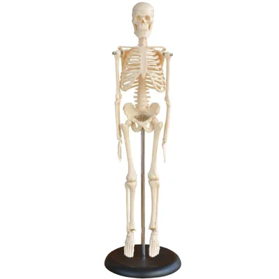 Human Skeleton Model 45cm,teaching Skeleton Model,human Plastic Skeleton