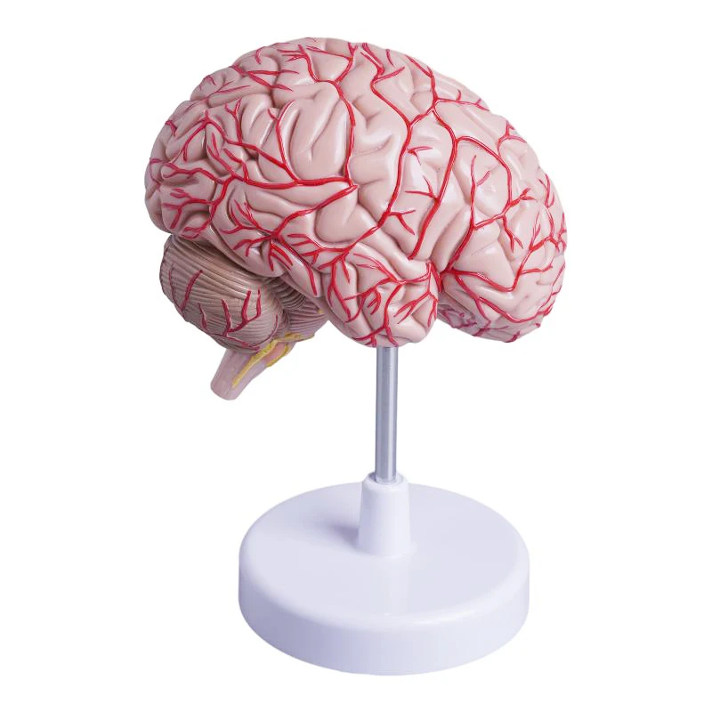 Human Brain Model Anatomical Model Medical School Plastic Human Brain for Medical Science