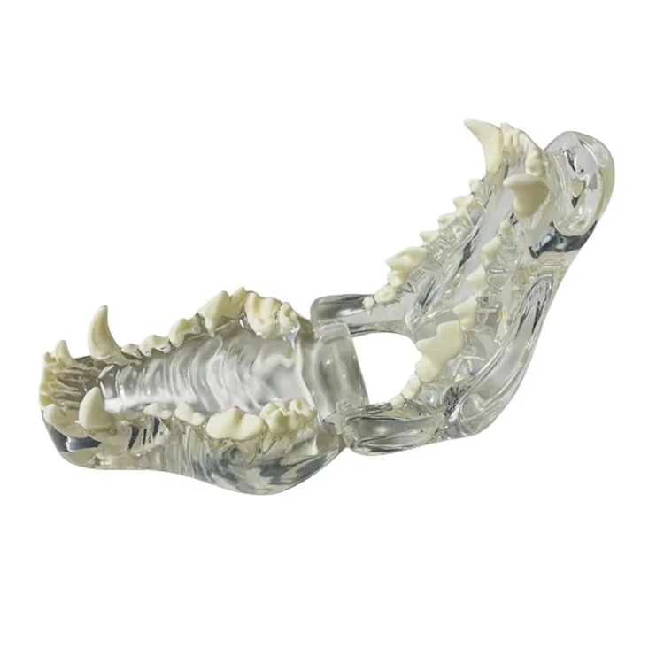 Animals Oral Tooth Jaw For Veterinary Office Educational Tool Transparent Canine Dog Cat Teeth Anatomical Model