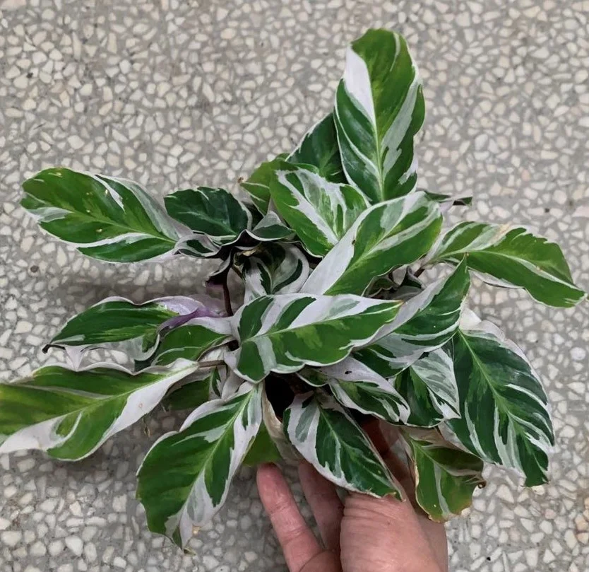  Оптовая продажа продвижение Calathea Fusion белая листва живые растения