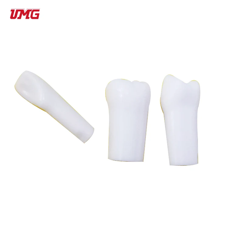32 шт. 1: 1 один Taproot постоянные зубы зерна планшетов зубьями моделирования модель зубной полости