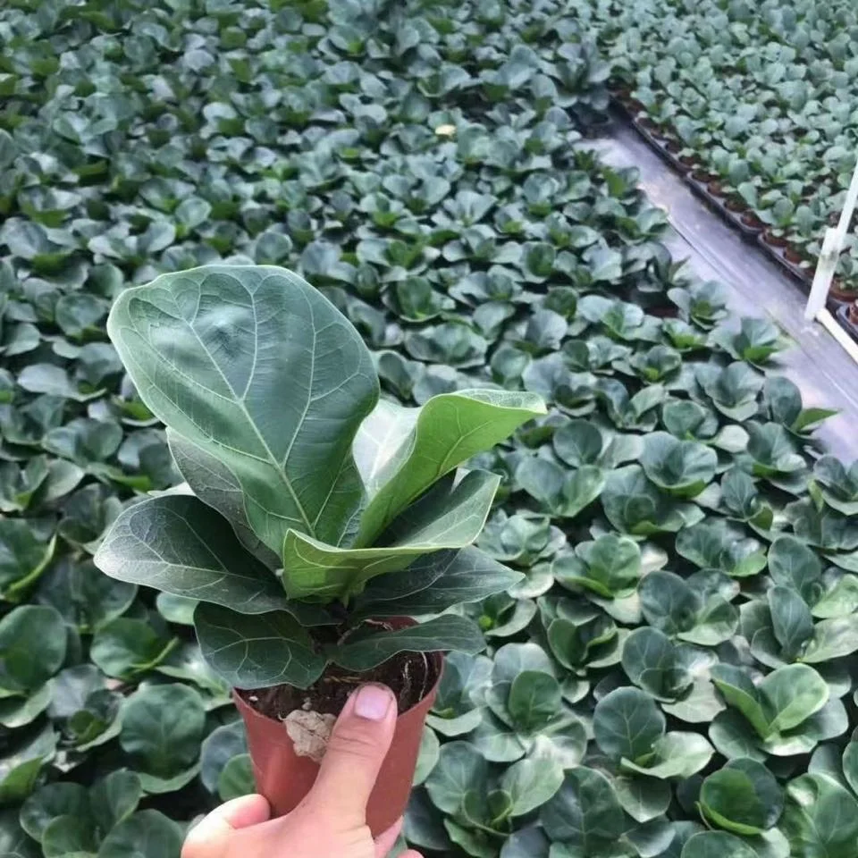 
Hot sale high quality natural plants Ficus pandurata bonsai on sale 