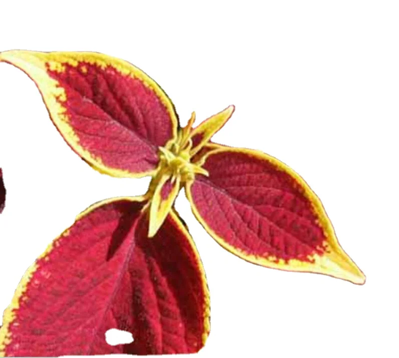 
500g Houseplants dress up your Painted-leaf Begonia rex seeds for sale 