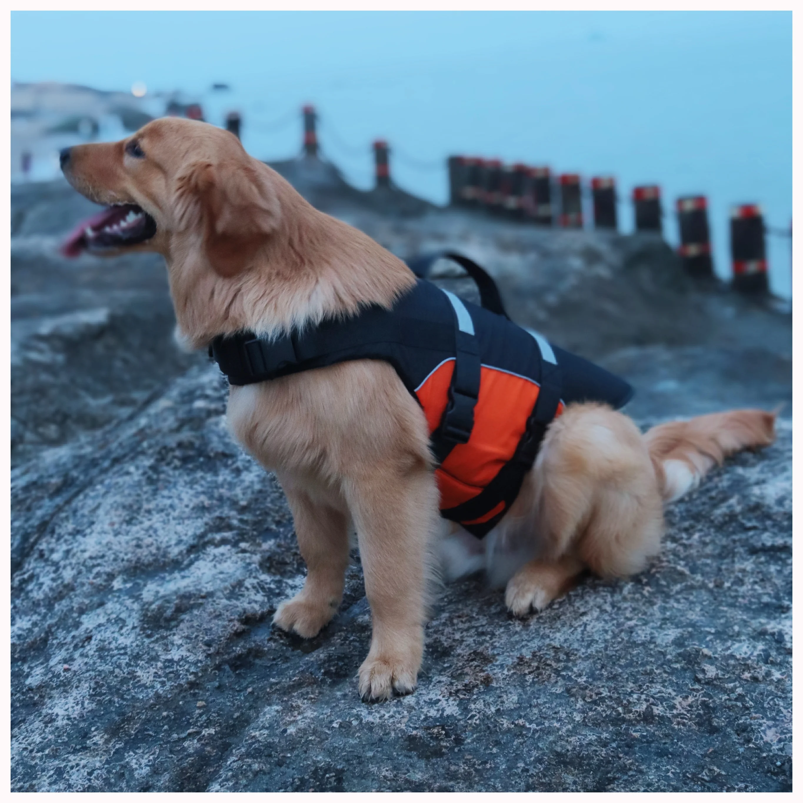 Manufacturer New Style Fashionable Adjustable Reflective Swimming Pet Breathable Waterproof Dog Life Jacket