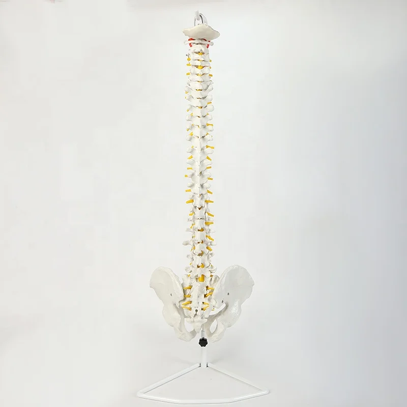 85Cm different kinds ofl flexible human spine spinal model human bone model bone-setting medical teaching