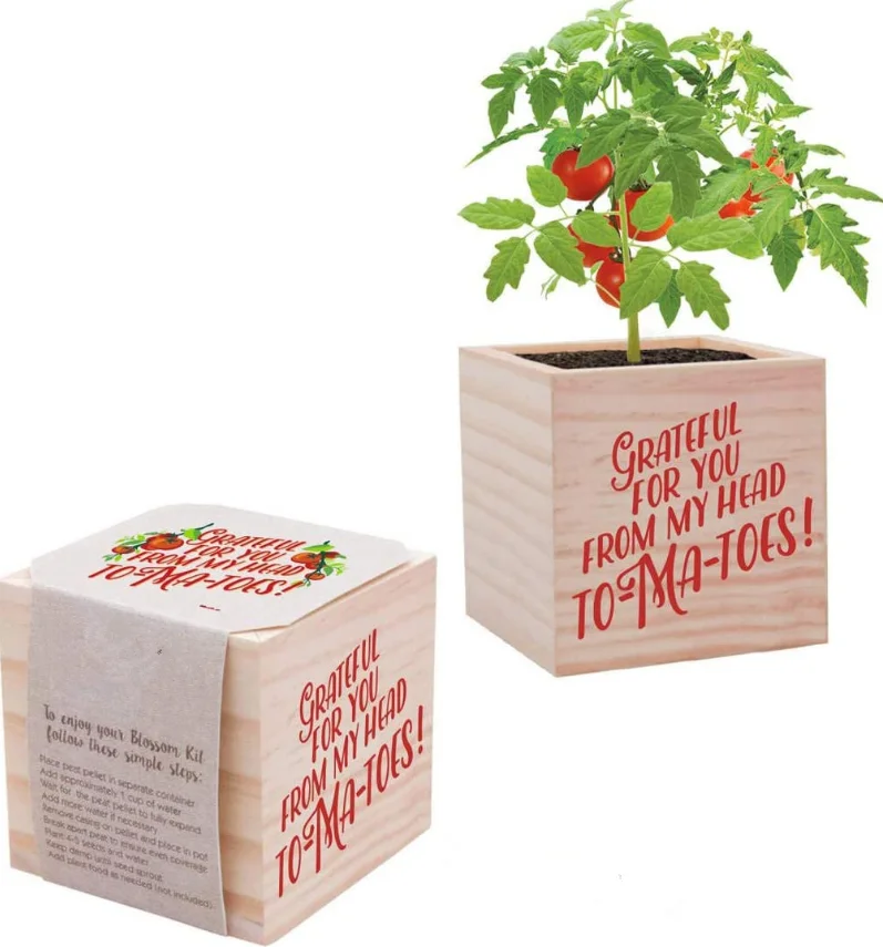 plant Cube Appreciation Gift and Wooden Planter - Employee Teacher Thank You  Desk Accessory