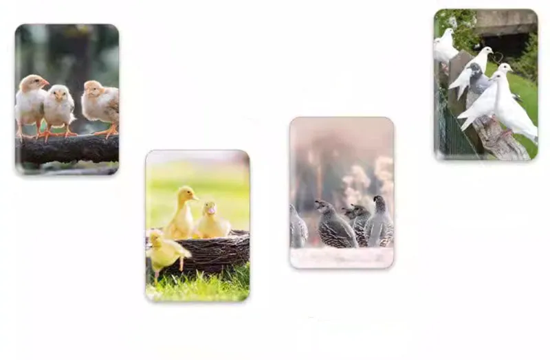 Wholesale Constant Temperature Electric Heating Dual Power 9 Eggs Incubator Spare Parts