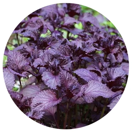 2020, оптовая продажа, семена китайской ванили, овощей, Перилла, семена фиолетовой периллы