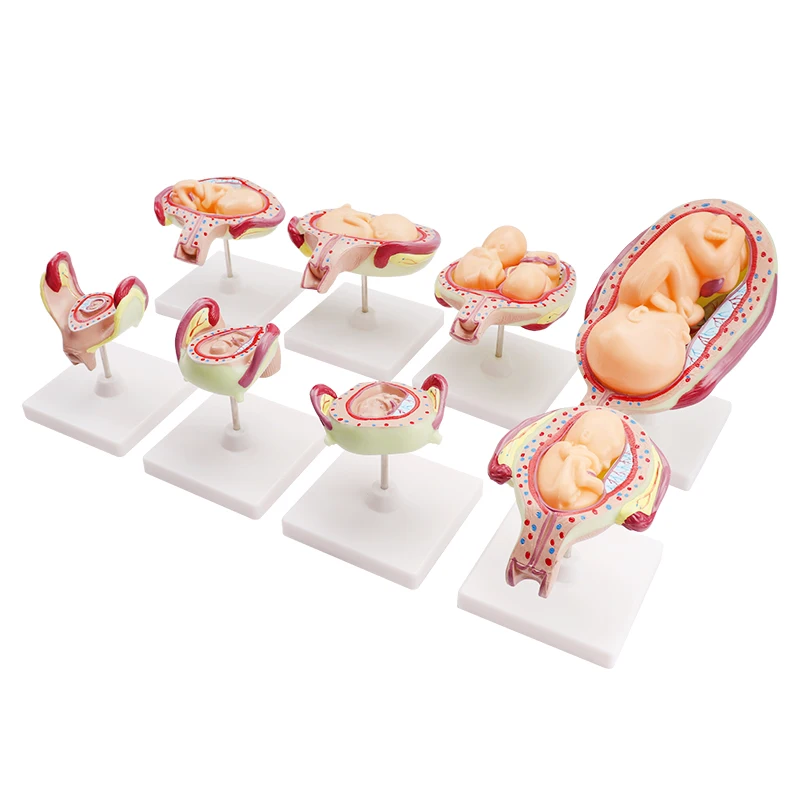 Hot Sale Cheap Biological Education Equipment Human Embryonic Development Medical Model Anatomical