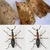 Effective Cylas formicarius lure control sweet potato weevil catcher pest control