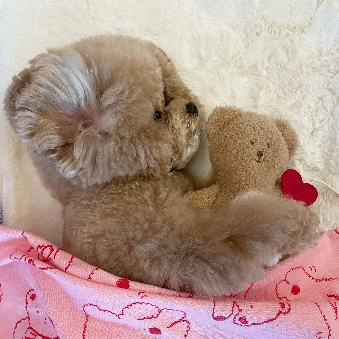 INS Hot Korean Funny Cute Bear Dog Toys Plush Puppy Accessories Stuffed Bears Sound Chew Squeaky Pet Toy