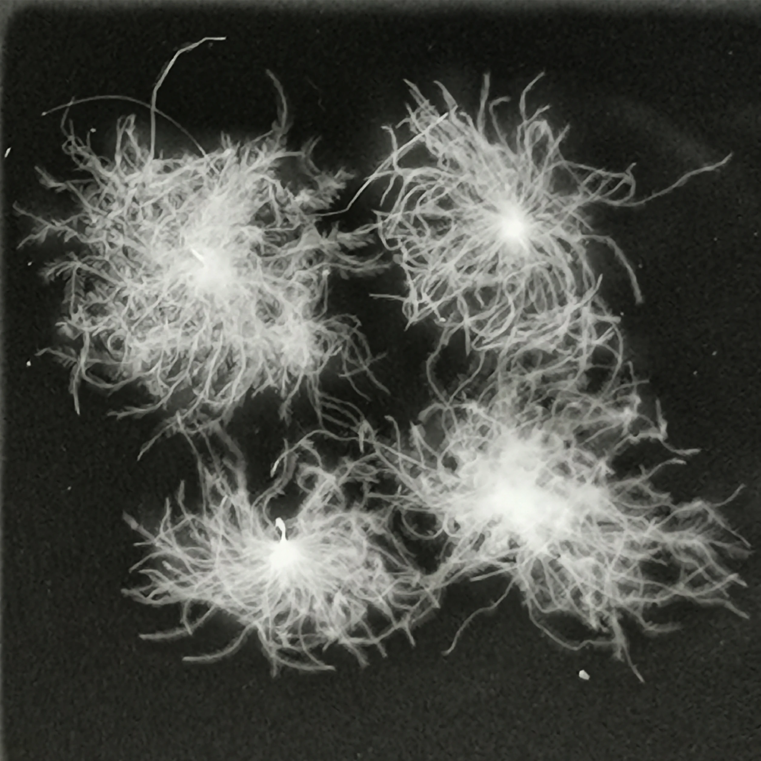 
2019 Factory Price 93% Washed Muscovy Pure White Used Down Feather For Pillow 