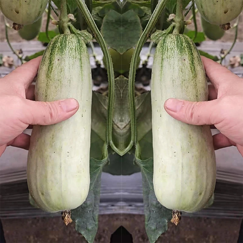 f1 hybrid hami cantaloupe melon seeds