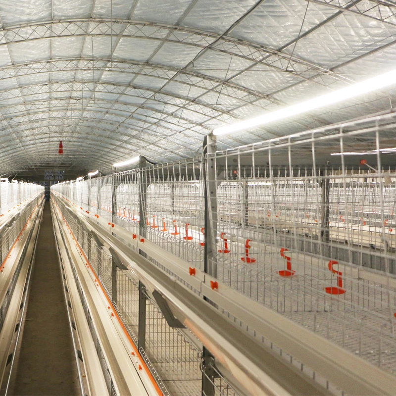 Hot selling full-automatic H type broiler chicken cage system