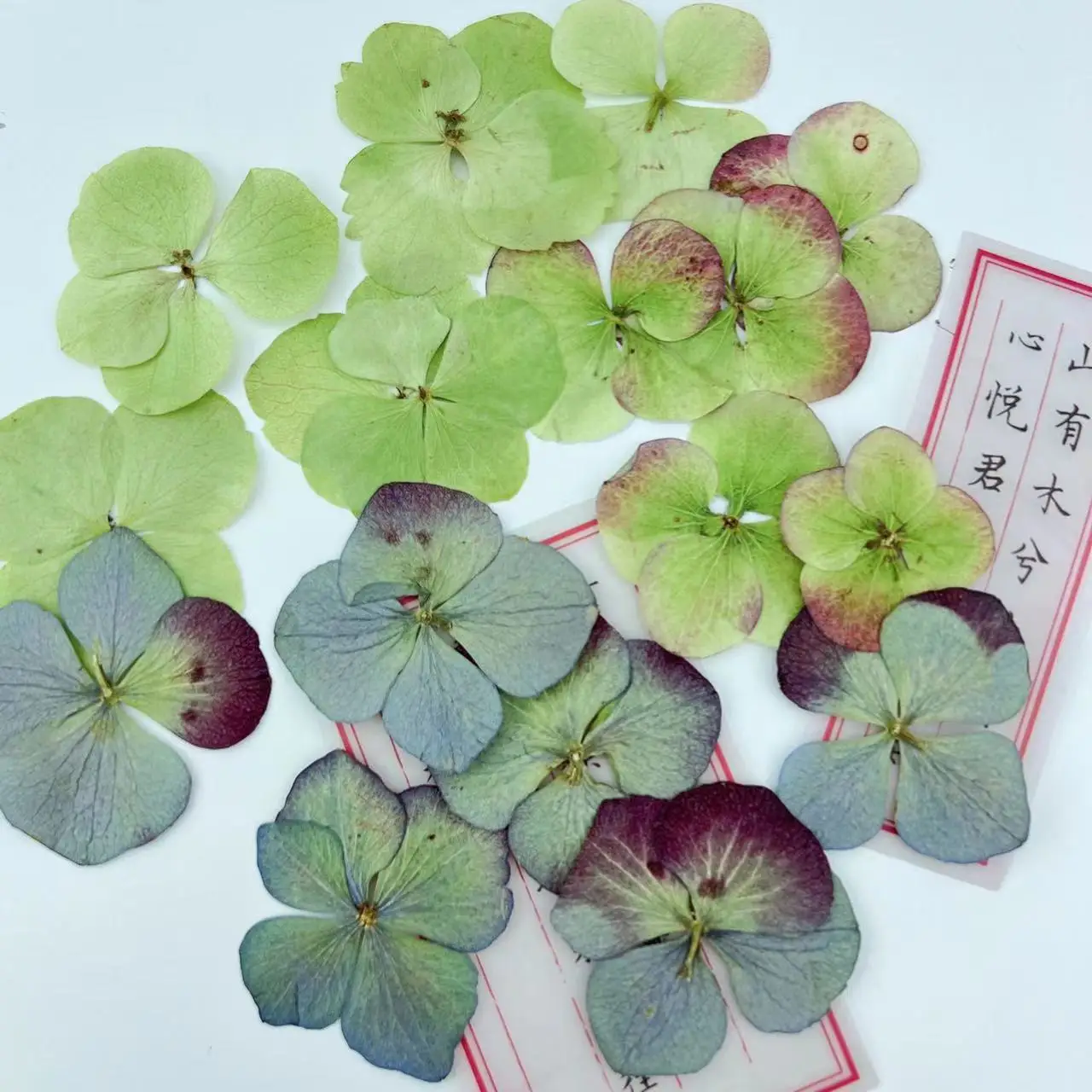 I631 Autumn Hydrangea Dried Flower Embossing Herbarium Handmade Bookmark for Greeting Card Decoration