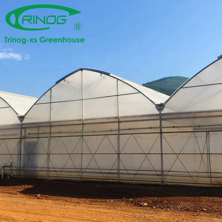 Trinog Greenhouse 9.6m span Multi-span agricultural yellow film low cost greenhouse for rose for Middle East