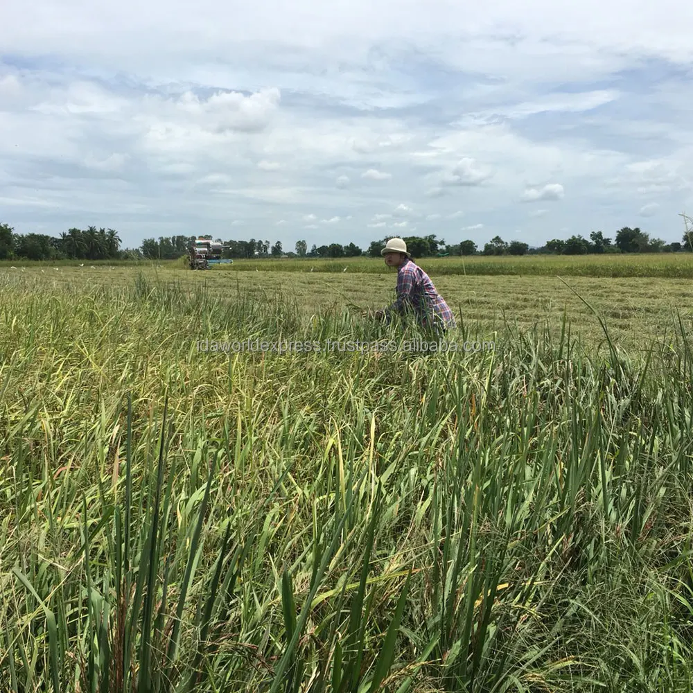 
Black Jasmine Rice Best Benefit Than Brown Rice 1 Kg Bags Knowing In Name Of Thai Rice Berry 