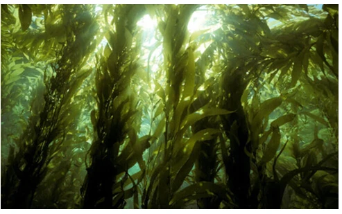 Direct factory price charcoal chicken briquettes Seaweed drying machine