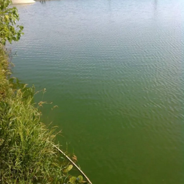 denitrifying bacteria  reduce nitrite