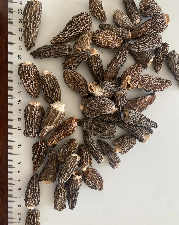 Haoyuan morel mushroom high-quality dried mushroom 2-5cm,mushrooms & truffles