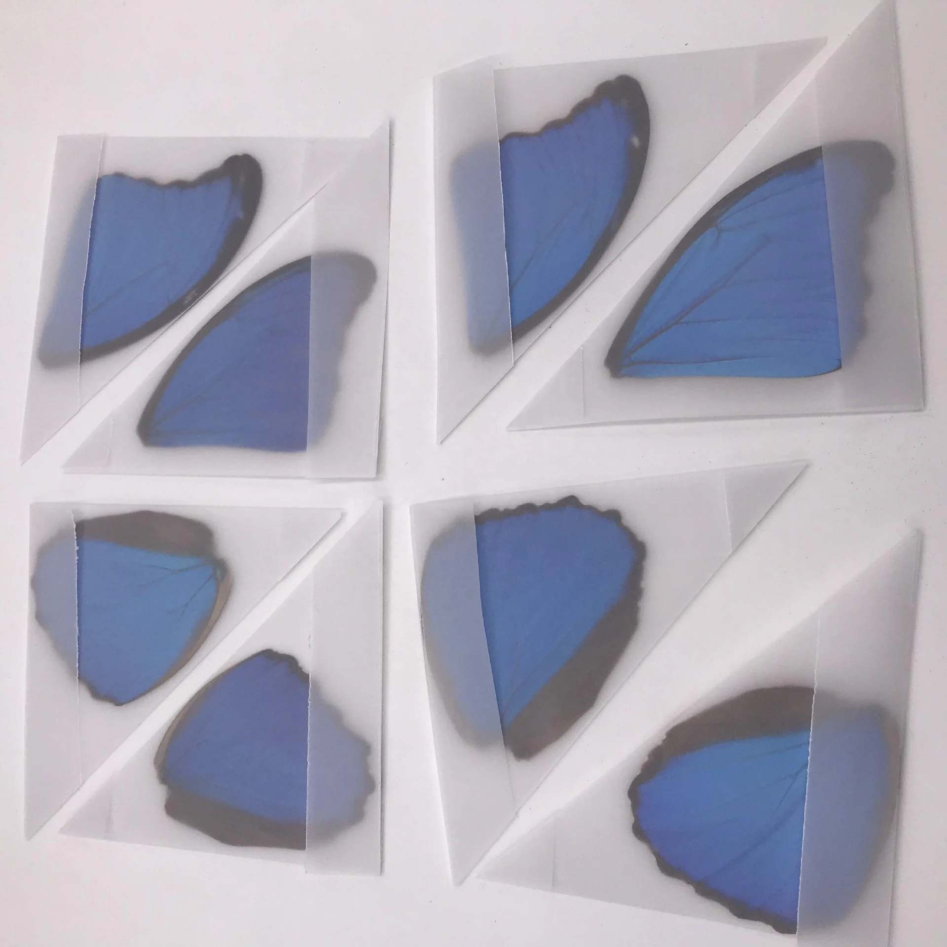 taxidermy DIY real unspread butterfly specimen Butterfly wing specimen DIY material butterfly wing