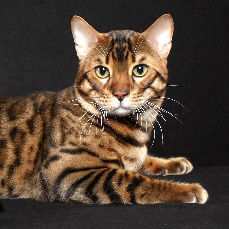 Wholesale M785 30*40 Cm Realistic Cat Window Display Decor Home Decoration Islamic Wall Art Muslims Diamond Painting