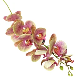 106cm Real Touch Single Stem 3D Printing Butterfly Orchid Simulate 9 Phalaenopsis Artificial Silk Flowers