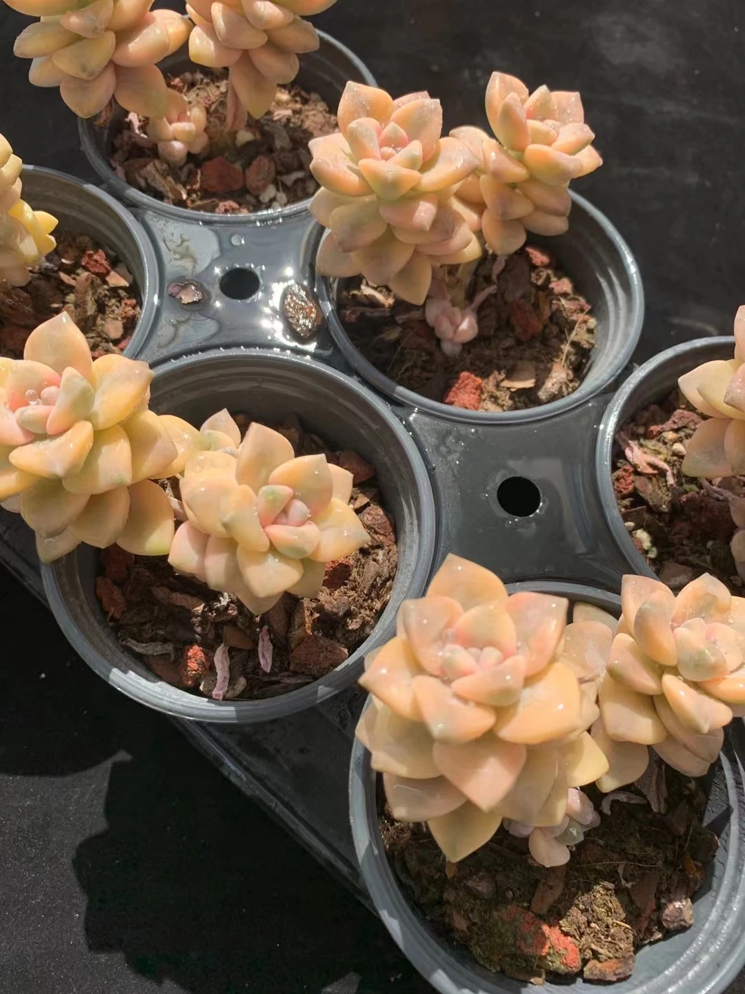 
wy47 Echeveria Titubans Variegated Cluster Natural Succulents Woody Plants indoor plant ornamental plants Flower 