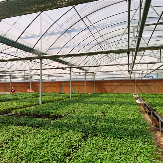 Metal structural frame hemp grow Greenhouse with hydroponics rolling bench table greenhouse mesh rolling bench