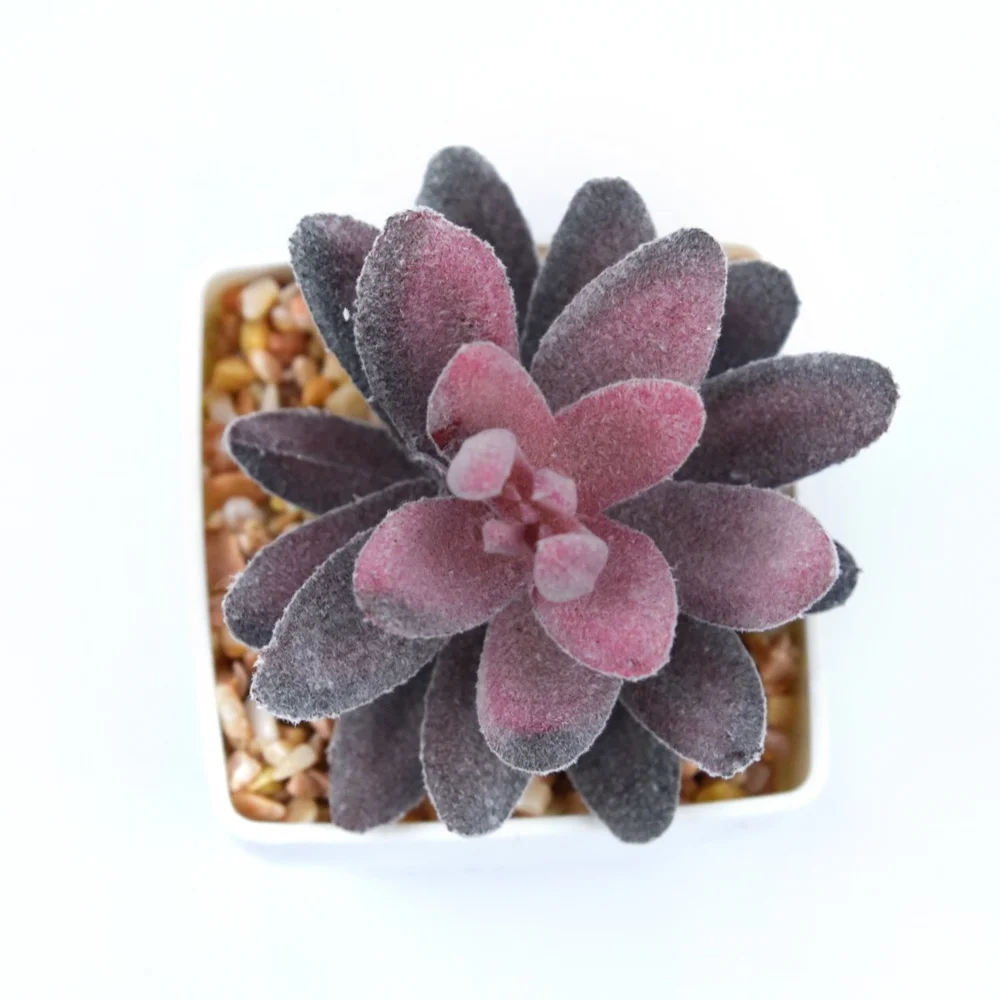 Succulents Home Decoration Square Pot Faux Plastic in Pot for Desktop Hotel Office Lifelike Succulent Plants in White Customized