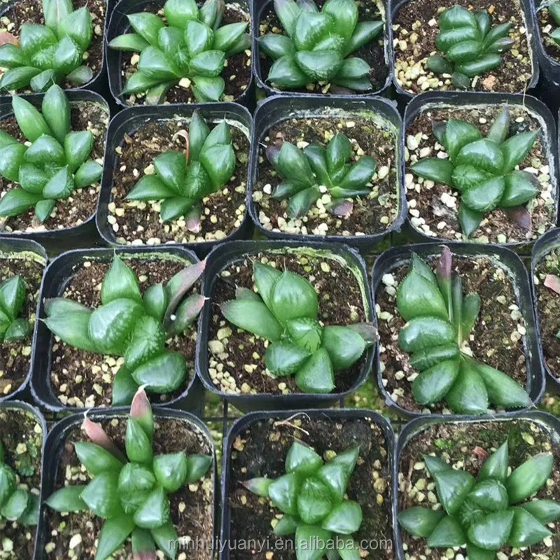 Wholesale of succulent plants Indoor ornamental plants  Haworthia
