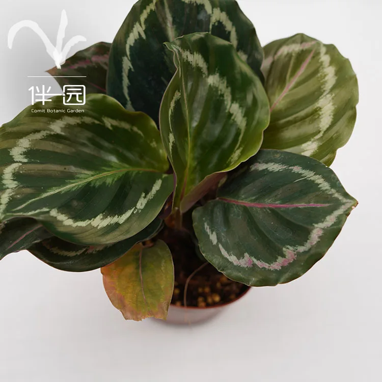 
Wholesale Natural green Plants Bonsai Calathea Medallion 