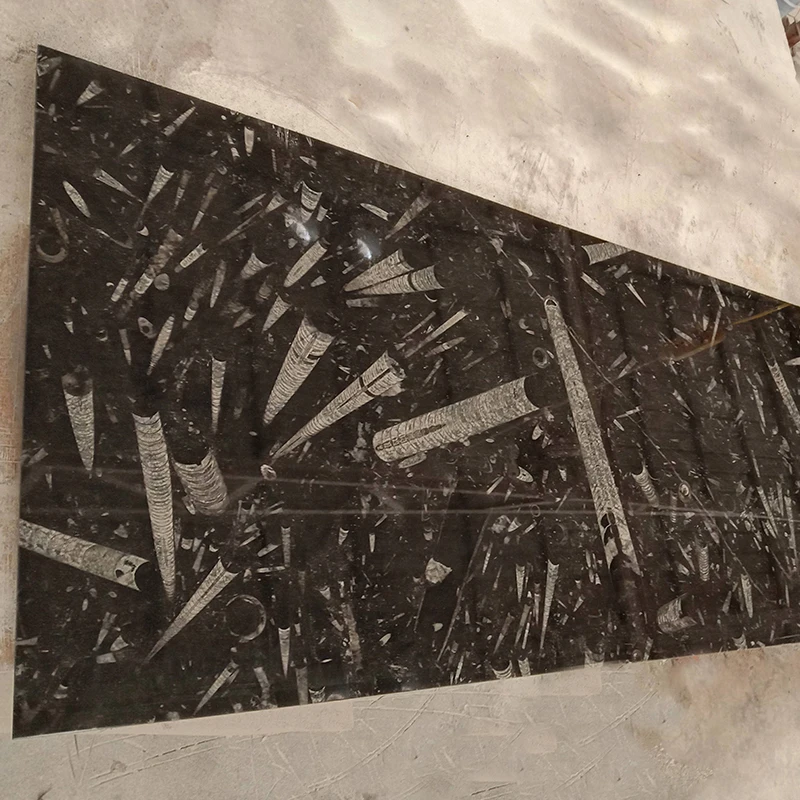 Creative Stone Slab Conch Fossil Black Marble slabs white pattern Black Marble slab for bathroom countertop