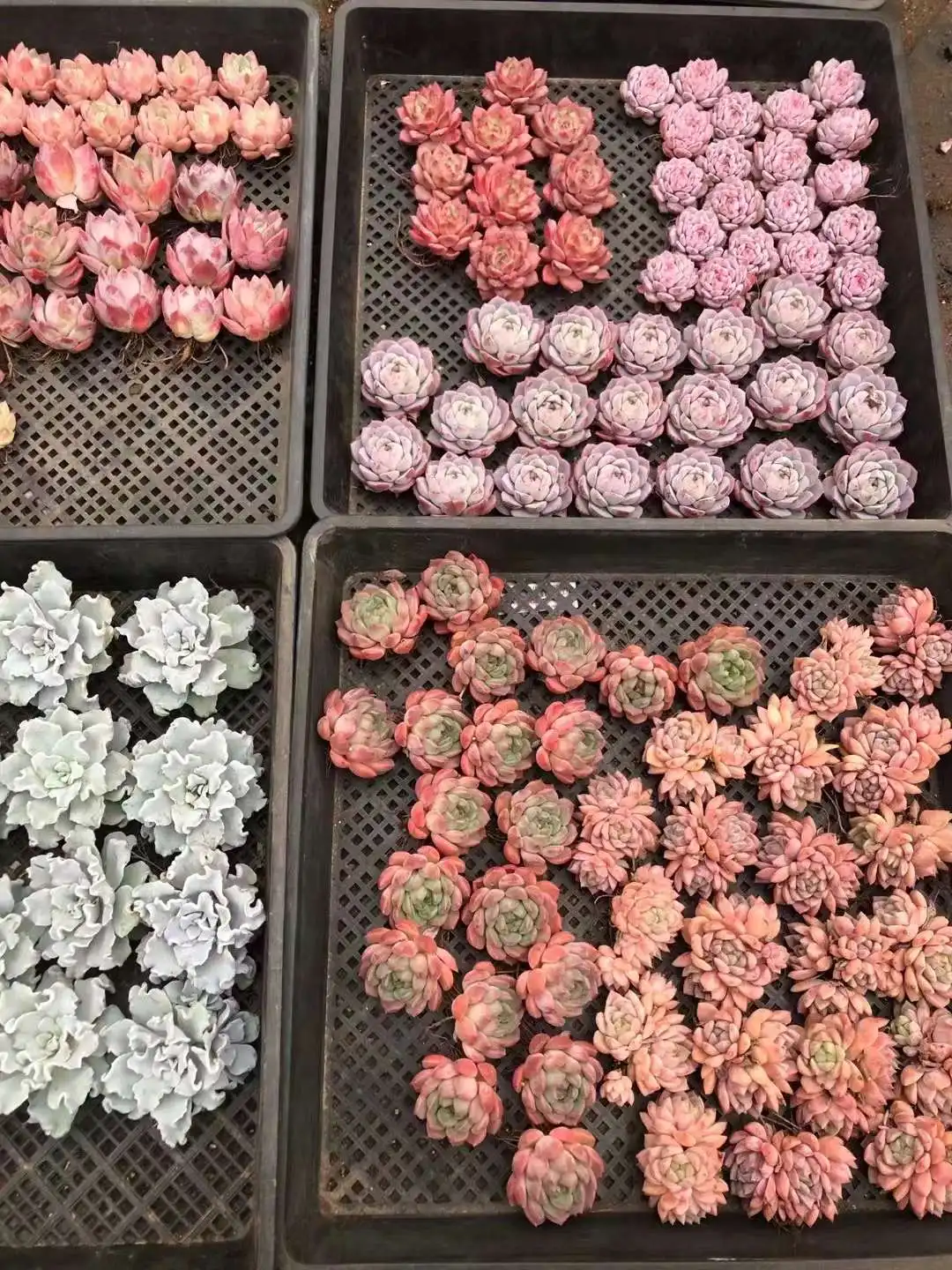 Houseplants Indoor Plants Artificial succulents Echeveria plants wholesale succulents seedlings