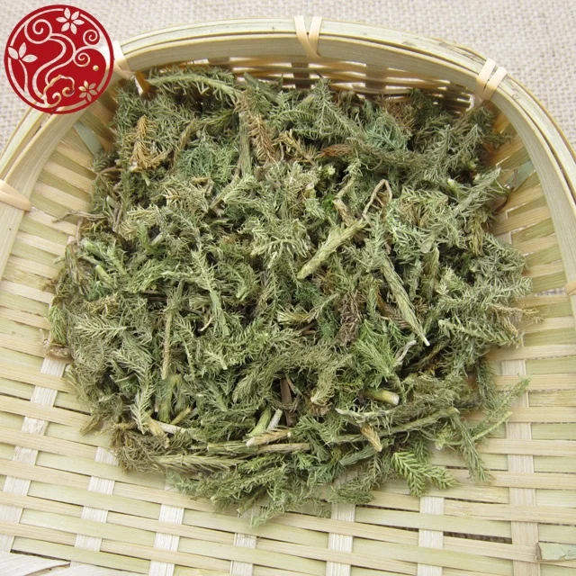 
hot sale lycopodium clavatum Shen Jin Cao herb medicine 