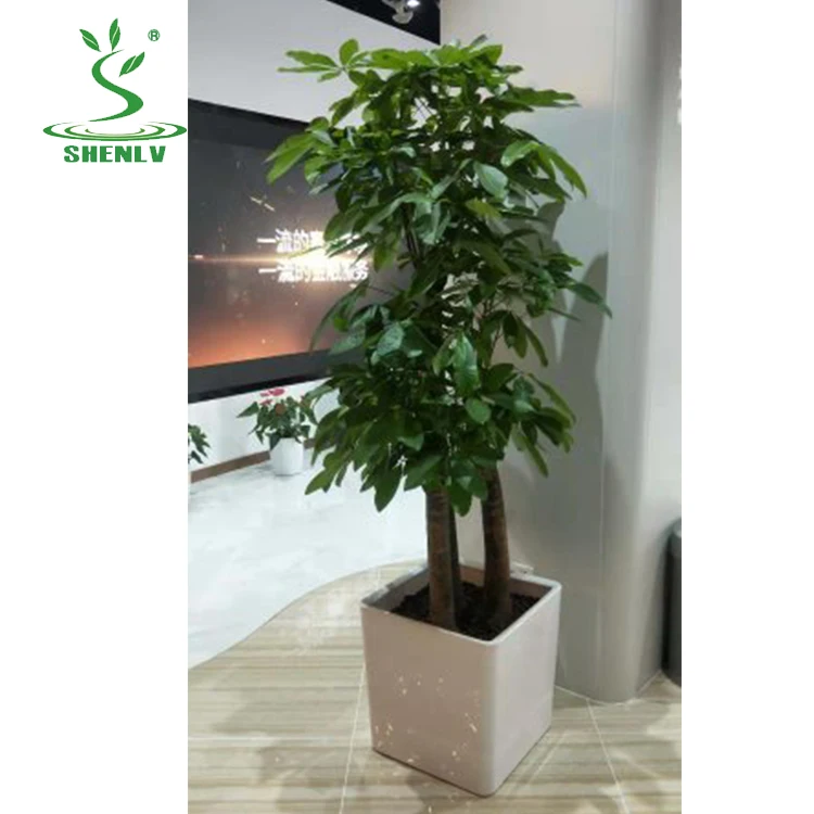 White And Black Square Plastic Plant China Flower Pots