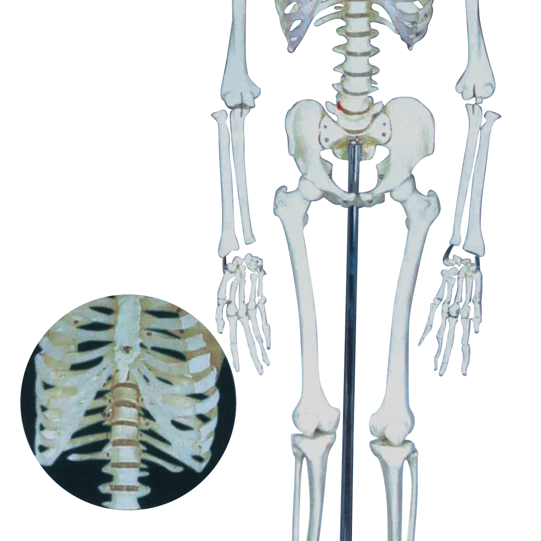 Human skeleton model (170cm)