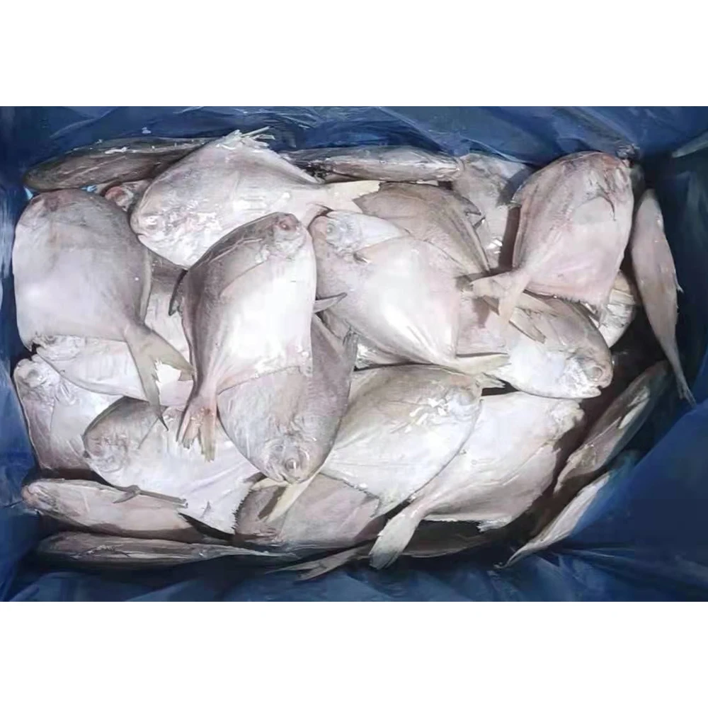 wholesale silver pomfret fish frozen silver pomfret fish