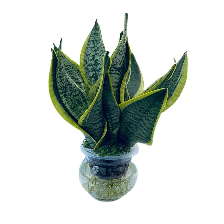 Живые бонсай домашние праиновые зеленые растения оптом Sansevieria