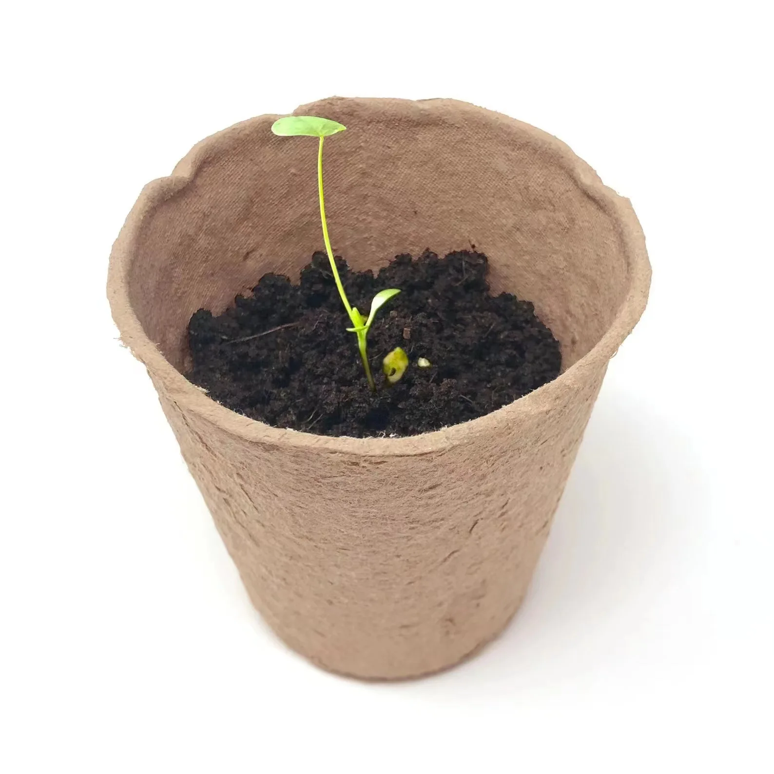 Biodegradable Custom Gemination Gift Seed Bookmarks Paper with Fully Visible Seeds