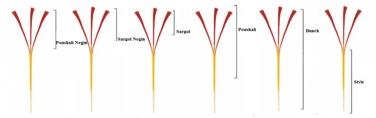 Natural Pushali Saffron Retail & Bulk Packaging - Pushali Saffron Wholesaling - Pushali Saffron Stylish Packaging