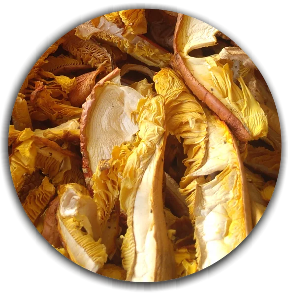 Сушеный аманита цезария (гриб Цезаря)-первый класс. Высококачественные натуральные продукты из