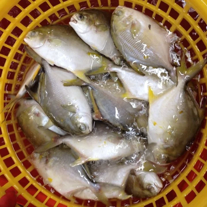 
Good Sale Seafood Fish Frozen Golden Pomfret 