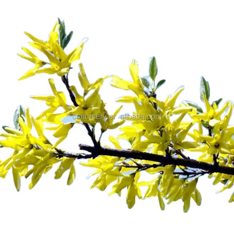 
First blooming cuttage layer divided golden yellow flower Chinese winter jasmine plants 